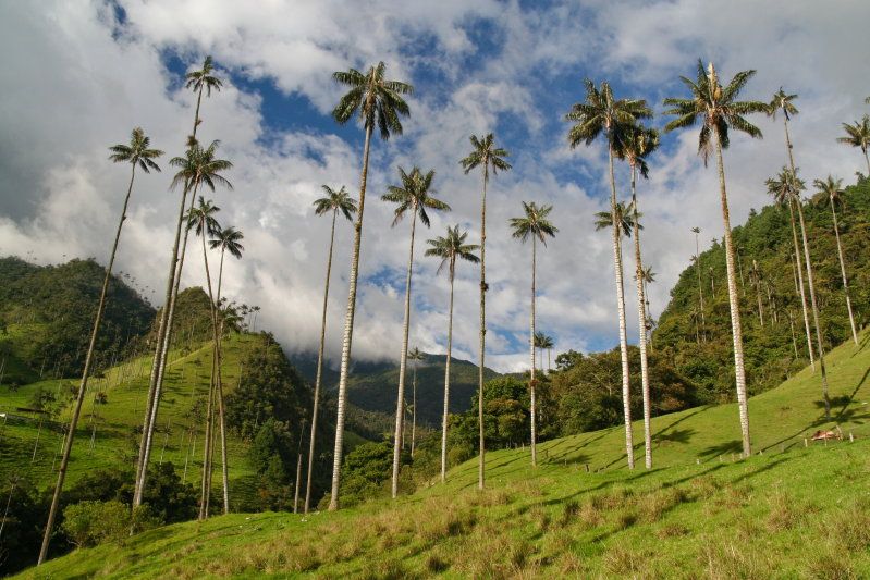 Discover the Magic of the Cocora Valley